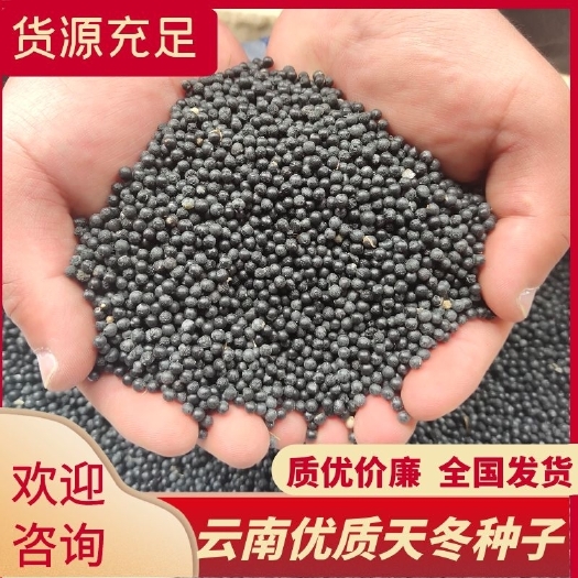 文山市云南大天冬种子 天门冬种子也叫儿多母苦容易种植不分地区和气候