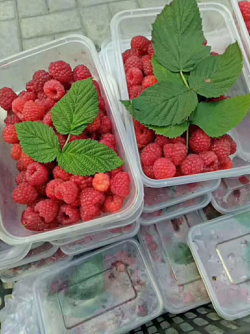 鸡西树莓