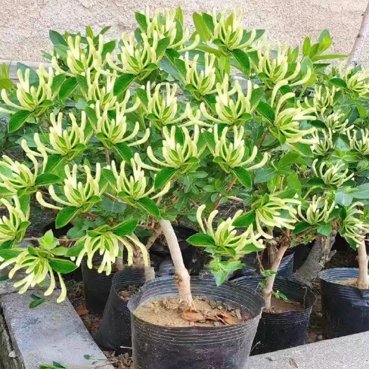 沭阳县金银树
