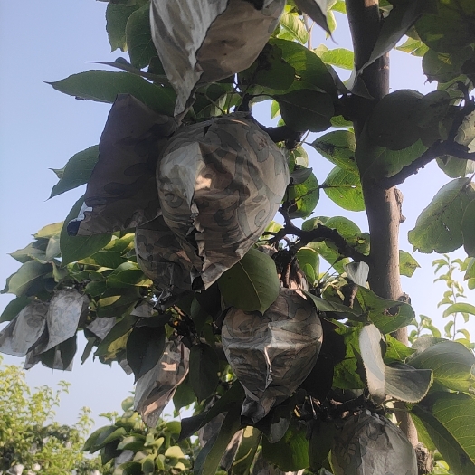 衡水晚秋黄梨