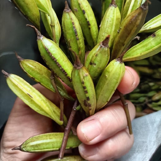 云南大叶紫花三叉大白芨种子白芨果夹提供种植技术指导 回收成品