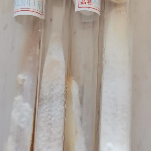 木耳菌种 东北细耳一号：耳黑特厚，背面无筋，自卷边桐状，干耳