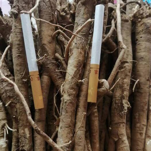 兴和县6年黄芪药材