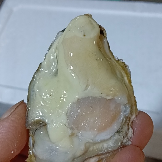烟台三倍体