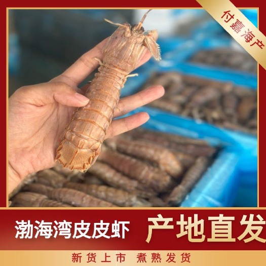滨州渤海湾皮皮虾。 团购煮熟皮皮虾