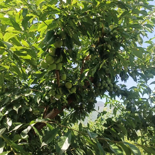 茂县茂县李，清脆李