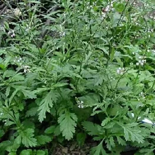 中药材马鞭草新鲜干货马鞭草农家自采深山 马边草马鞭梢包邮