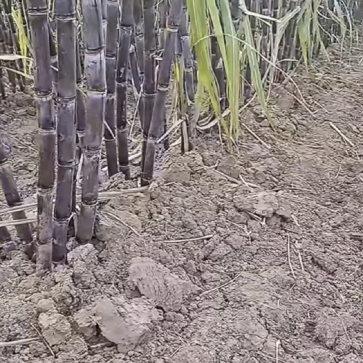 毕节黑皮甘蔗