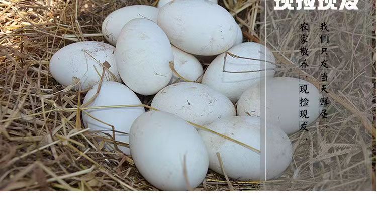 鹅蛋三花鹅种蛋五龙鹅泰州鹅可孵化种蛋