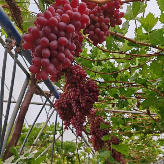 西昌市西昌克伦生大量上市了  有需要的老板联系。
