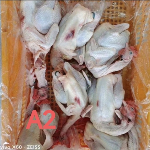 清远原种清远鸡次品鸡a2，适合椰子鸡，啫啫鸡煲