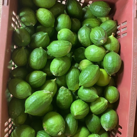 长沙云南高山香水柠檬，芳香物质丰富。