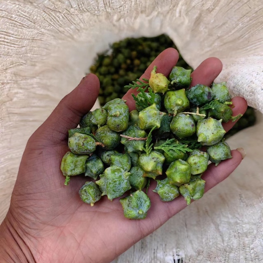 礼县甘肃侧柏果（已加工出籽）柏树籽