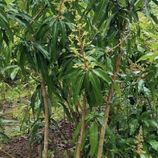 灵山县金黄芒果