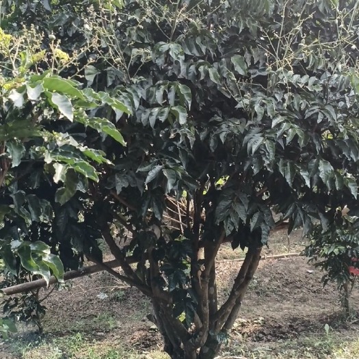 灵山县黄皮树