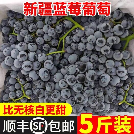 吐鲁番新疆蓝莓葡萄新鲜水果当季现摘无籽纯甜黑葡萄