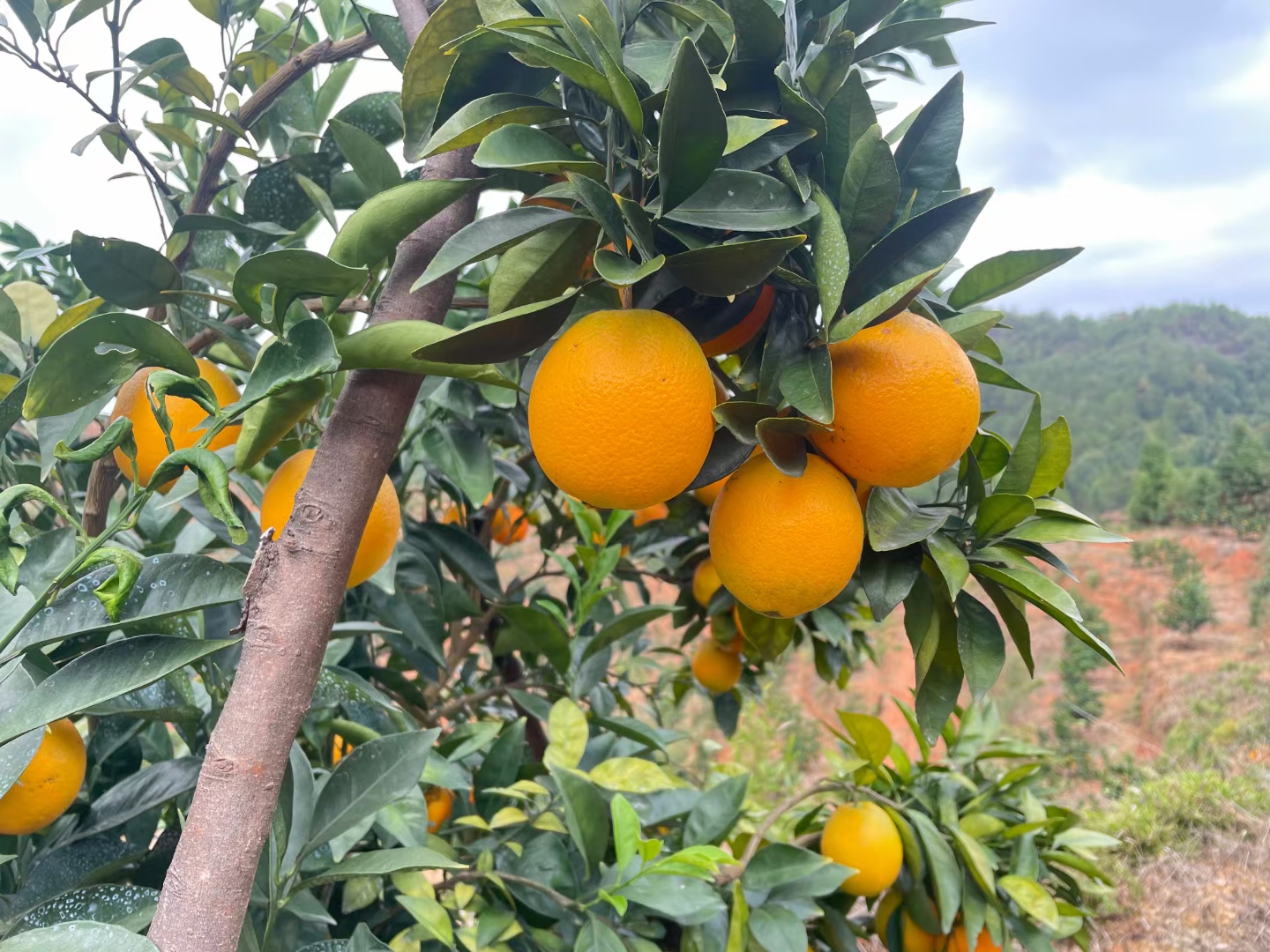 赣南脐橙原产地果农直供