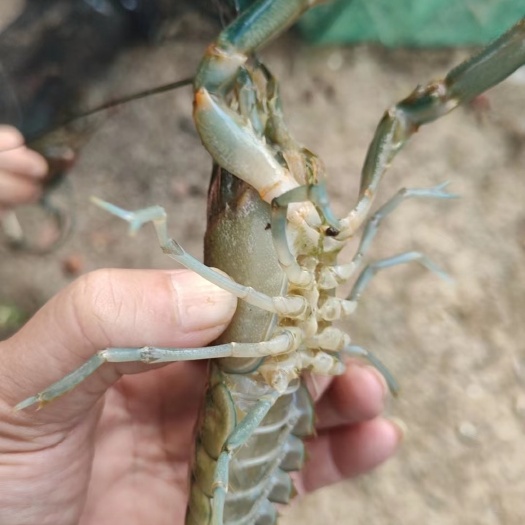 舒城县货真价实淡水澳龙