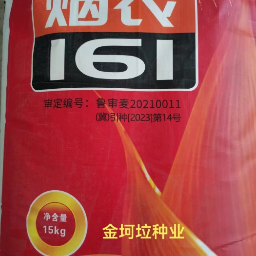 肥城市批发烟农161小麦种子济麦22与烟农1212杂交后选育。
