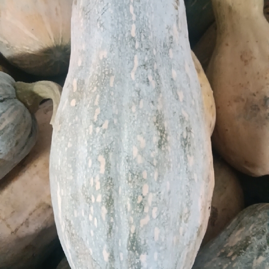 叙永县高山土货（农家粪肥，土法种植，不含除草剂，不含农药）南瓜