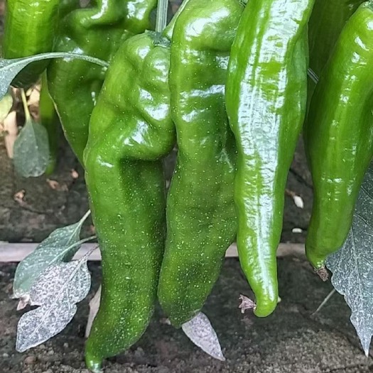渭南陕西辣椒 线椒 螺丝椒 大量有货