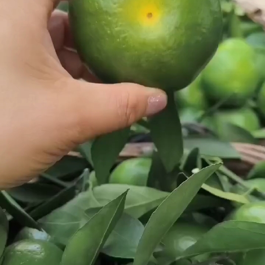 资中县四川青皮特早蜜橘大量上市 皮薄汁多