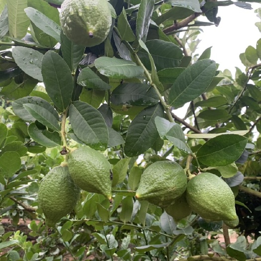 文昌市广东香水，子弹头，海南热带种植四季有果