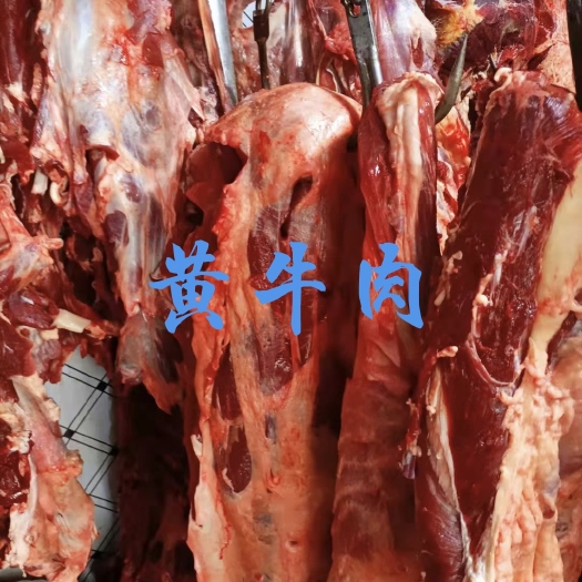 【牛肉】当地草原黄牛酮体肉鲜冻！牛腿肉牛前牛后，屠宰场直销！