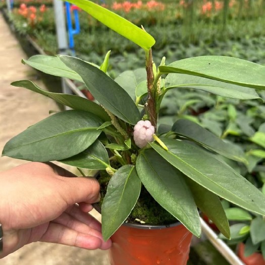 成都葡萄花烛