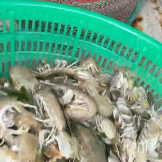 长沙皮皮虾我们走。