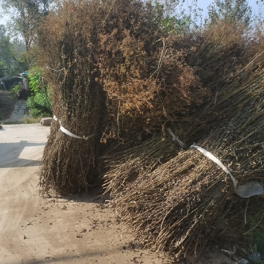 随县黄花败酱草，纯自干，统货，2024新鲜货，无硫