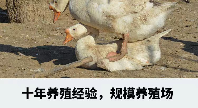 鹅蛋三花鹅种蛋五龙鹅泰州鹅可孵化种蛋