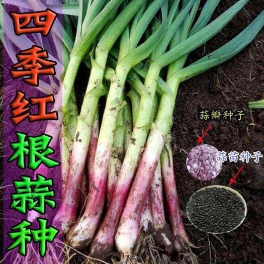 长沙【卖爆了】红头蒜苗种子一年四季三茬连续采收红皮蒜苗籽大田蔬籽