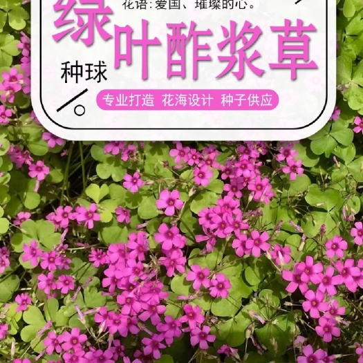 沭阳县红花酢浆草种球幸运草阳台庭院花卉植物耐寒四季花苗易活好养的花