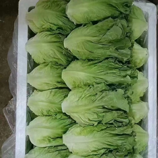 意大利生菜颜色绿，质量杠杠滴，产地直发全国各地