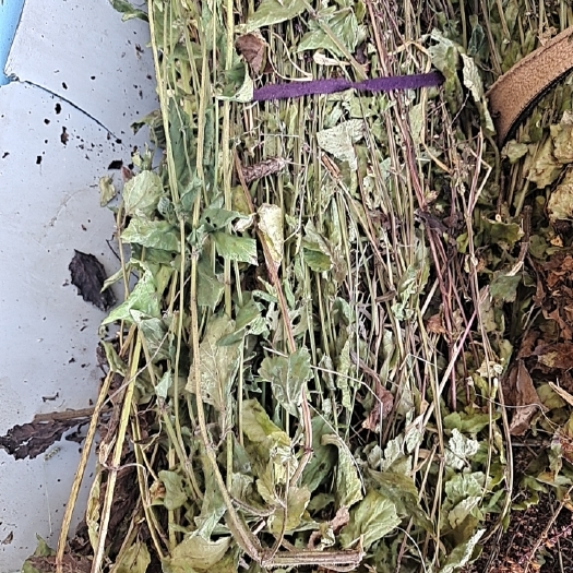 广水市石见穿