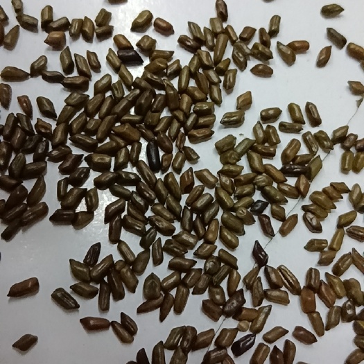 成都决明子 ，中药材，花茶，泡水，每件100斤