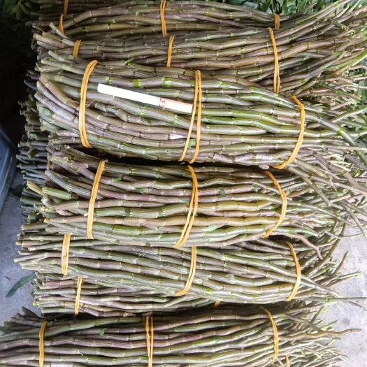 芒市铁皮石斛鲜条英茂品种15-50公分特粗条大量开剪基地直发