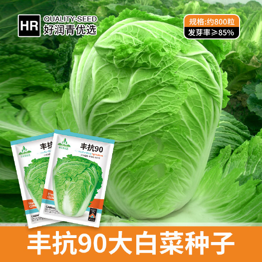 河间市丰抗70白菜种子农田菜园杂交叶片柔嫩大包心白菜籽蔬菜种子