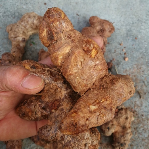 阳山县本地山货白肉粉质土伏苓，