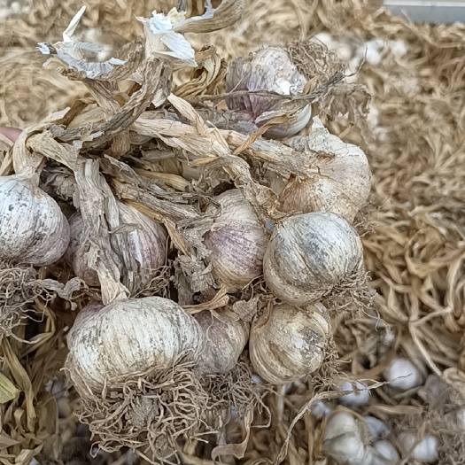 乐陵市蒜种，大蒜