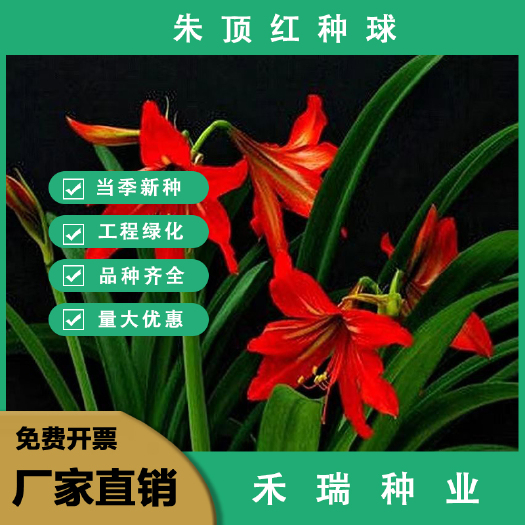 国产朱顶红种球对子莲中国红室内庭院盆栽花卉绿植四季种植易成活