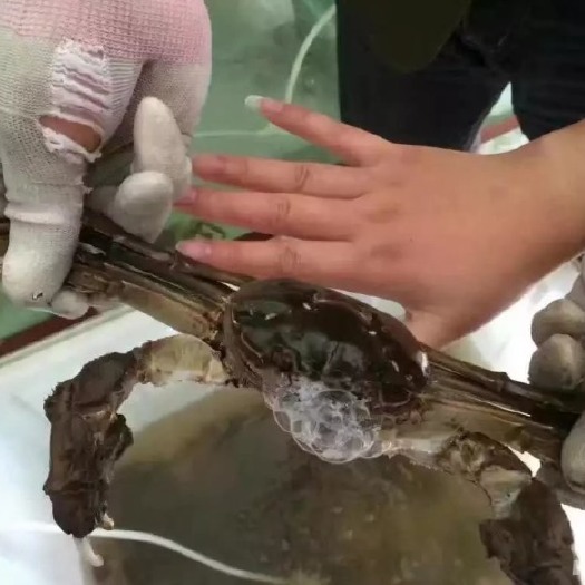 淮安淮安白马湖大闸蟹