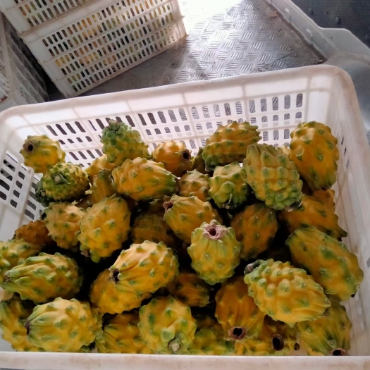 东方市燕窝果