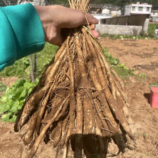 会东县甜当归云当归蔬菜当归新鲜当归大量上市了