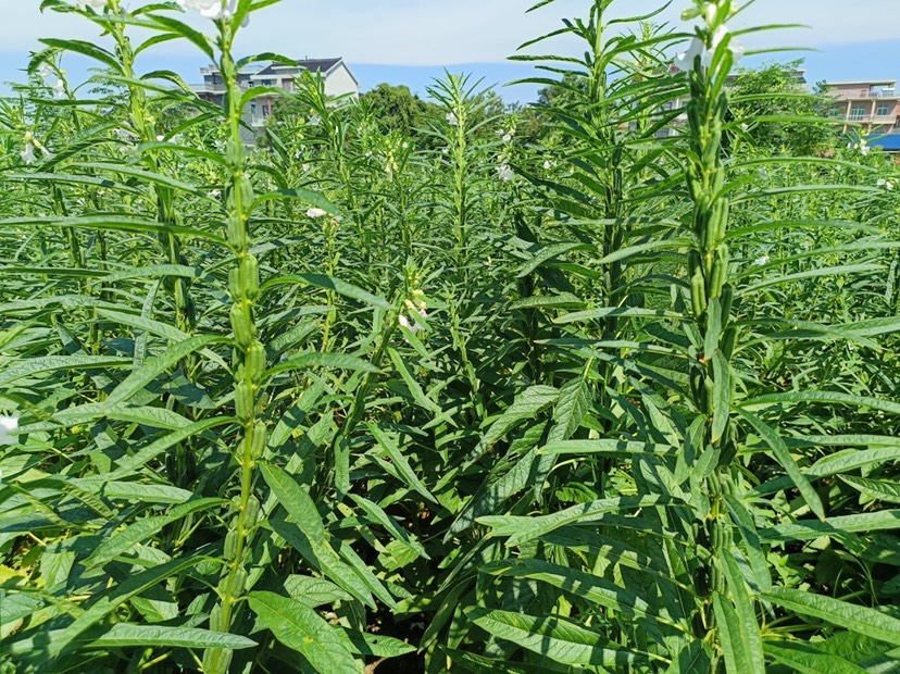 江西小粒黑芝麻，今年新芝麻。质量保证，信誉至上。