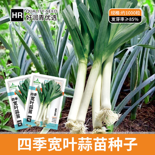 河间市白根宽叶蒜苗种子香蒜硬叶一年四季三茬紫根蒜苗耐热耐寒蔬菜种子