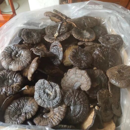 金秀县紫灵芝 中药材带粉灵芝，粉灵芝