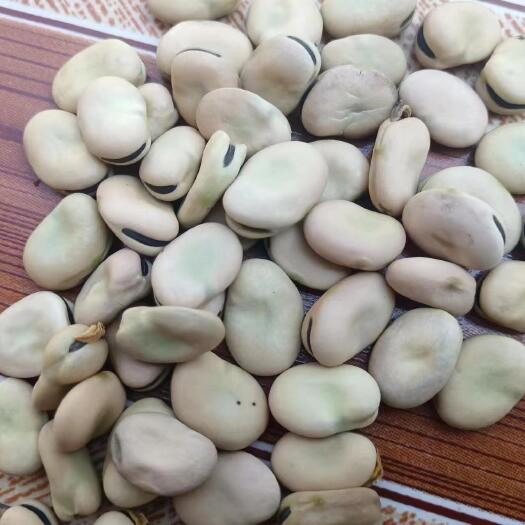 干蚕豆，青海马牙豆，大颗粒蚕豆，大量有货
