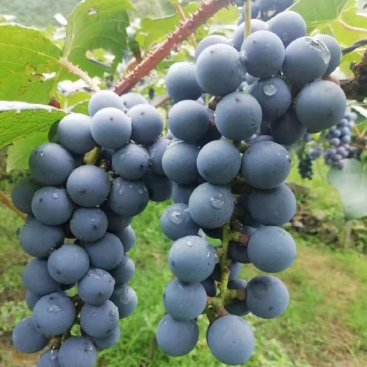 芷江县紫秋酿酒葡萄自产自销包邮